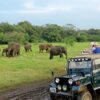 Minneriya National Park